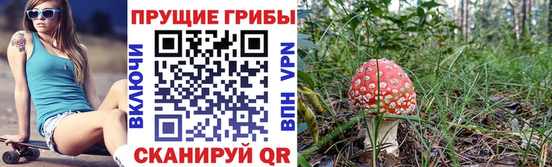 Галлюциногенные грибы Magic Shrooms где продают Любань
